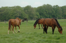 23467_crecy 2016_46