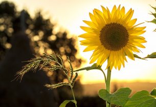 INFORMATION CANICULE