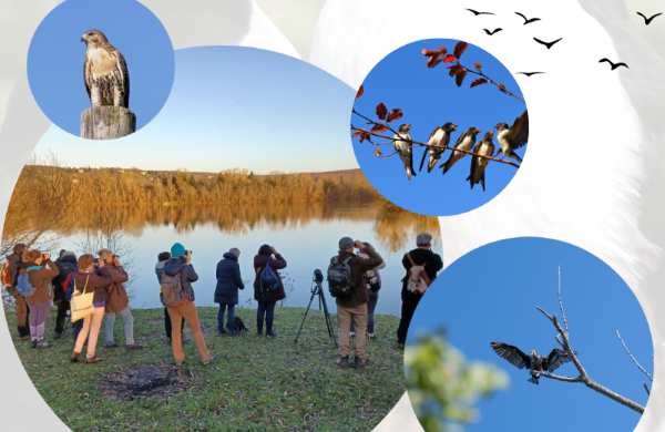 Participez au Rencontres Ornithologiques de Printemps à Crécy-la-Chapelle ! Mission bénévolat