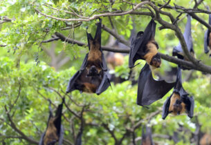Vous logez des chauves-souris ? Participez au questionnaire du CPIE des Boucles de la Marne.