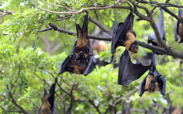 Vous logez des chauves-souris ? Participez au questionnaire du CPIE des Boucles de la Marne.