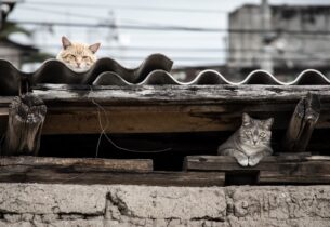 Campagne de stérilisation des chats errants