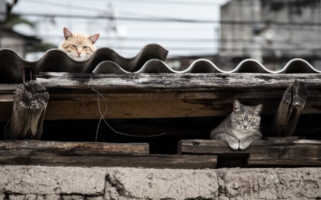 Campagne de stérilisation des chats errants